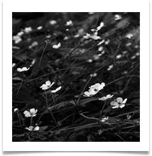 Dunham 4 bw - Chris Beesley